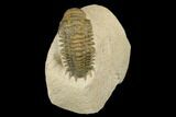 Bargain, Crotalocephalina Trilobite - Atchana, Morocco #181267-1